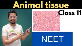 Animal tissue class 11 [upl. by Novihs803]