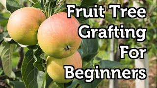 Fruit Tree Grafting for Beginners [upl. by Eneloc944]