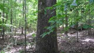 How To Pick Firewood Trees From Your Woods [upl. by Bobby]