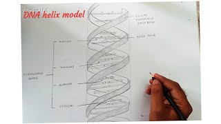 how to draw DNA double helix structure [upl. by Oirobil812]