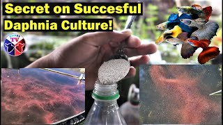 How to Culture Daphnia Successfully [upl. by Snow]