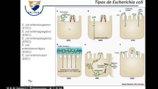 Fisiopatologia de la Diarrea [upl. by Domash]