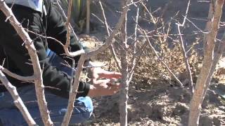 APRICOT TREE PRUNING [upl. by Jacqueline]