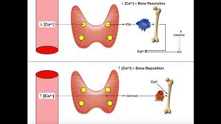 Regulation of Blood Calcium via PTH and Calcitonin [upl. by Aehsat708]