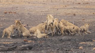 15 Lions Hunt and Devour unlucky Warthog [upl. by Yenroc]