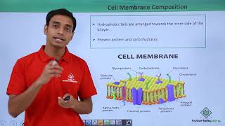 Class 11th  Eukaryotes  Cell Membrane Composition  Cell The unit of Life  Tutorials Point [upl. by Guidotti775]