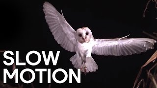 Birds in Slow Motion  BBC Earth Explore [upl. by Truscott]