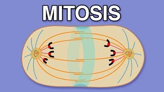 MITOSIS CYTOKINESIS AND THE CELL CYCLE [upl. by Sidonie780]