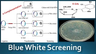 Blue White Screening  The Alpha Complementation [upl. by Notsek123]