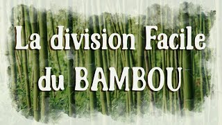 Comment Diviser les Bambous Facilement et Rapidement [upl. by Hcone]