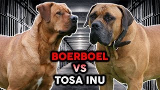 TOSA INU vs BOERBOEL The Best Guard Dog Breed [upl. by Chelsie]