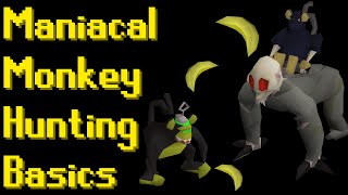 Basic Maniacal Monkey Hunting Guide 2021 OSRS [upl. by Sudoeht252]