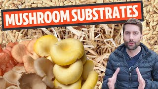 Understanding Mushroom Substrates What Do Mushrooms Grow On [upl. by Dulsea]