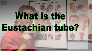 Eustachian Tube explained [upl. by Lobel]