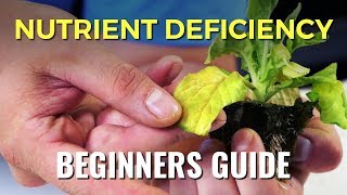 A Beginners Guide Nutrient Deficiency [upl. by Eivad]