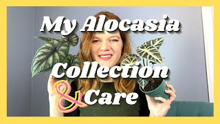 My Alocasia Collection amp Care HowTo  6 Varieties  Soiled Plant [upl. by Marceau]