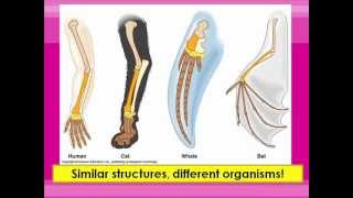 Homologous and Vestigial Structures [upl. by Fillender]