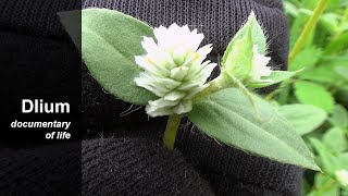 Gomphrena weed Gomphrena serrata [upl. by Rotceh835]