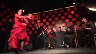 Amazing Flamenco Show in Los Tarantos Barcelona [upl. by Gow915]