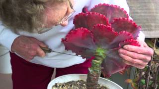 How to Behead and Propagate Ruffled Echeverias [upl. by Niala]