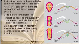 92 Neuronal Proliferation Migration amp Aggregation [upl. by Waltner851]