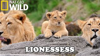 Lion Documentary  New Generation Will They Survive  Wild Life 2020 Full HD 1080p [upl. by Iot]