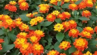 Lantana camara [upl. by Anohsal750]