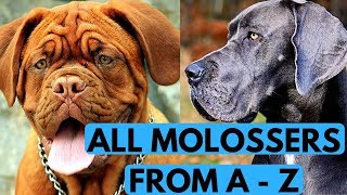 All Molosser Dog Breeds List from A to Z [upl. by Algie528]