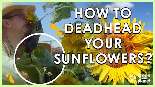 Deadhead Your Sunflowers [upl. by Enna715]