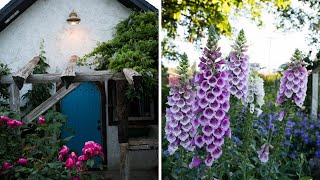 A romantic slow stroll through the cottage gardens with flower names [upl. by Atinreb443]