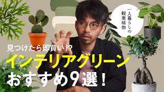 【一人暮らしで観葉植物】おすすめ9選！見つけたら即買い＆安くてオシャレなインテリアグリーンをご紹介 [upl. by Burgess]