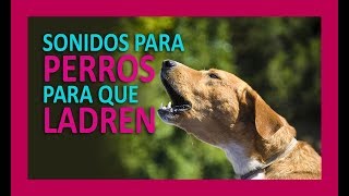 SONIDOS PARA PERROS PARA QUE LADREN [upl. by Meean]