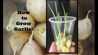 How to Grow Garlic [upl. by Namaan891]