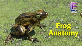 Anatomy of an Frog  Structural Organization of Animals  CBSE Class 11 Biology by Elearnin [upl. by Asha]