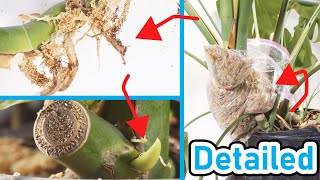 How To Air Layer Propagate A Monstera Deliciosa  LOW RISK [upl. by Alyek778]