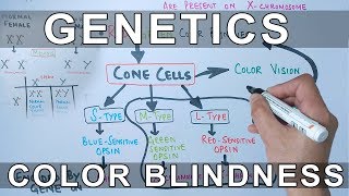 Genetics of Color Blindness [upl. by Anyrak]