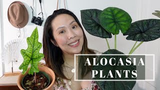 ALOCASIA PLANTS UPDATE alocasia jacklyn cuprea amp dragon scale [upl. by Eliason]