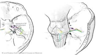 The Facial Nerve CNVII Animated Review [upl. by Ninazan]