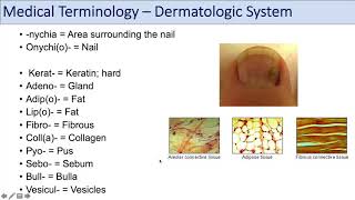 Medical Terminology  Lesson 10  Skin and Skin Conditions Dermatology [upl. by Jerroll]