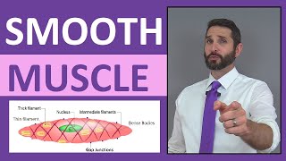 Smooth Muscle Tissue Anatomy  Mnemonic Structure Contraction SingleUnit MultiUnit [upl. by Anewor]