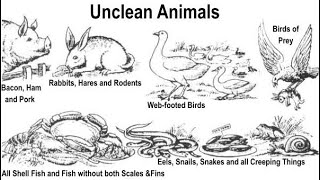 Clean amp Unclean Animals [upl. by Sherye]