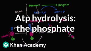 ATP hydrolysis Transfer of a phosphate group  Biomolecules  MCAT  Khan Academy [upl. by Llet]