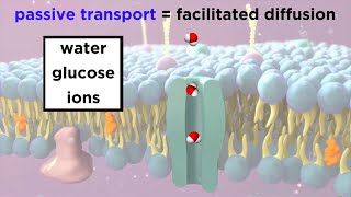 Structure Of The Cell Membrane Active and Passive Transport [upl. by Chesna]