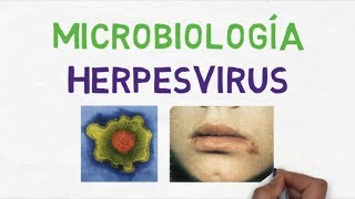 Microbiología Herpesvirus Generalidades [upl. by Granoff]