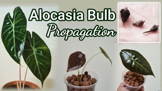 How to Propagate Alocasia From Bulbs [upl. by Eliathas]