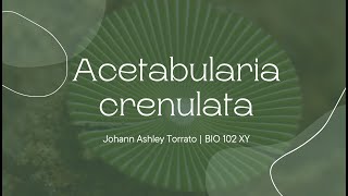 Acetabularia crenulata [upl. by Clement]