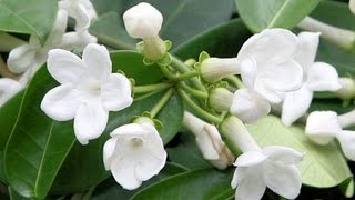 HOW TO GROW AND CARE FOR HOUSE PLANTS  STEPHANOTIS FLORIBUNDA [upl. by Felita465]