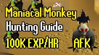 Maniacal Monkey Hunting Guide  AFK Hunter Method  100K ExpHr [upl. by Edla]