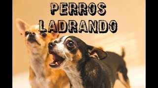 10 PERROS LADRANDO FUERTE 🐩 PERROS cachorro LADRANDO🐶 PERRO LADRANDO FUERTE [upl. by Salinas259]