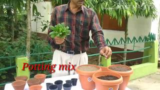 How to grow and care Bryophyllum  the miracle plant [upl. by Niliac]